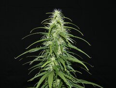 Nigerian Sativa 12/12+51