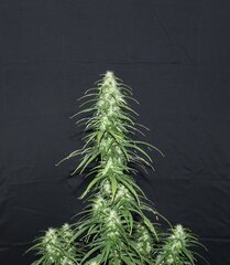 IMG_1284.jpeg