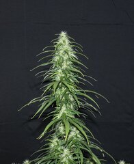 IMG_1285.jpeg
