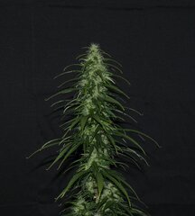IMG_1289.jpeg