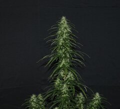 IMG_1291.jpeg