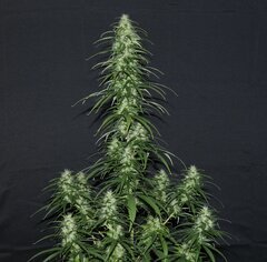 Nigerian Sativa 12/12+51