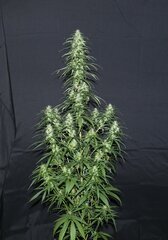 Nigerian Sativa 12/12+51