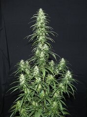 Nigerian Sativa 12/12+51