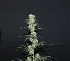 IMG_1314.jpeg