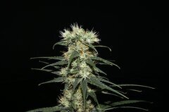 IMG_1315.jpeg