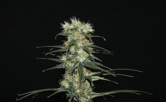 IMG_1322.jpeg