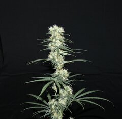 Nigerian Sativa 12/12+51
