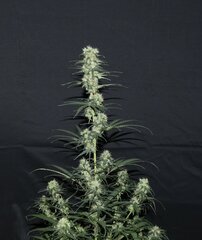 Nigerian Sativa 12/12+51