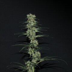Nigerian Sativa 12/12+51