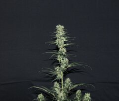 Nigerian Sativa 12/12+51