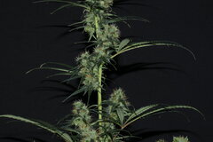 Nigerian Sativa 12/12+51