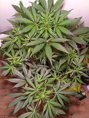 IMG_20260504_185844.jpg