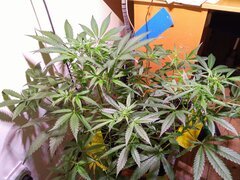 IMG_20260504_185925.jpg