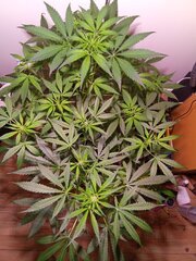 IMG_20260507_082308.jpg