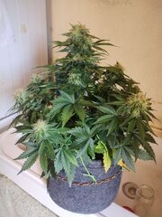 IMG_20260512_180727.jpg