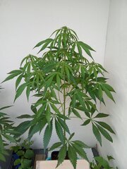 IMG_20260518_194221.jpg