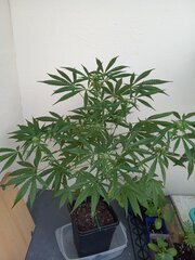 IMG_20260518_194235.jpg
