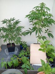 IMG_20260518_194508.jpg