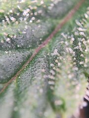 IMG_20260525_110019.jpg
