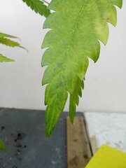 IMG_20260527_195638.jpg