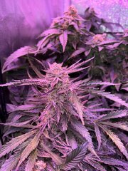 IMG_2132.jpeg
