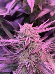 IMG_2133.jpeg