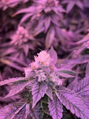 IMG_2134.jpeg