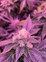 IMG_2136.jpeg