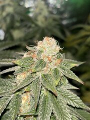 IMG_2145.jpeg