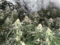 IMG_2146.jpeg