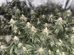 IMG_2150.jpeg