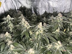 IMG_2151.jpeg