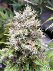 Bandaid haze IX 3.0 f2 #3