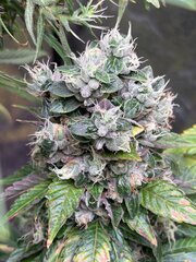Personal Sour Diesel
