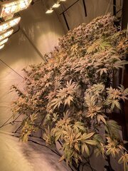 IMG_8621.jpeg