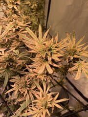IMG_8624.jpeg