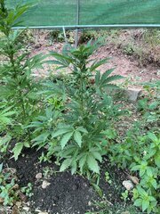 IMG_8665.jpeg