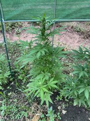 IMG_8666.jpeg