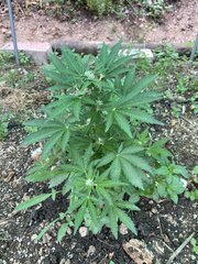IMG_8669.jpeg