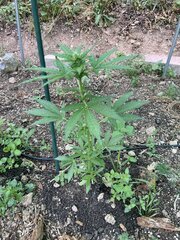 IMG_8670.jpeg