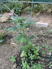 IMG_8671.jpeg