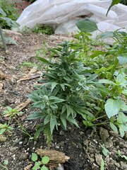 IMG_8675.jpeg