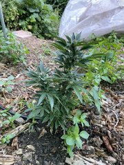 IMG_8676.jpeg