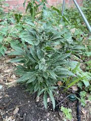 IMG_8677.jpeg