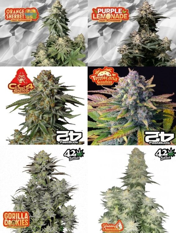 FASTBUDS42 mix 2026.jpg