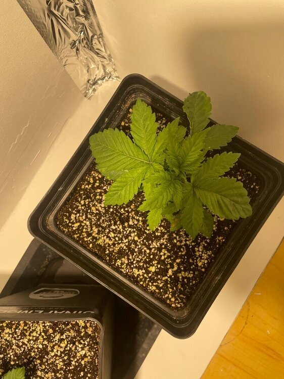 IMG_1311.jpeg