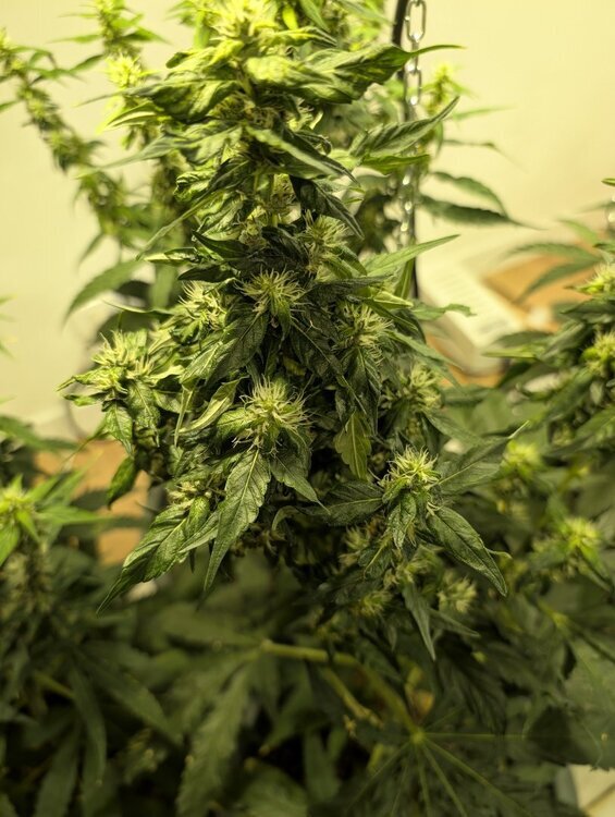 PXL_20260615_190806759.jpg