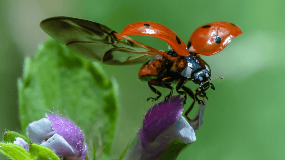 coccinelle-signification-1_1024x1024-2631925219.png