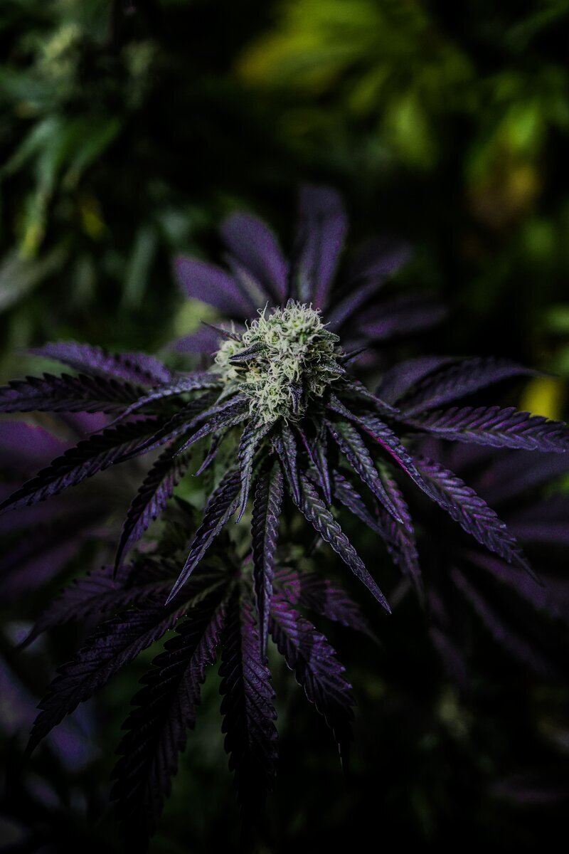 Wedding Gelato RQS